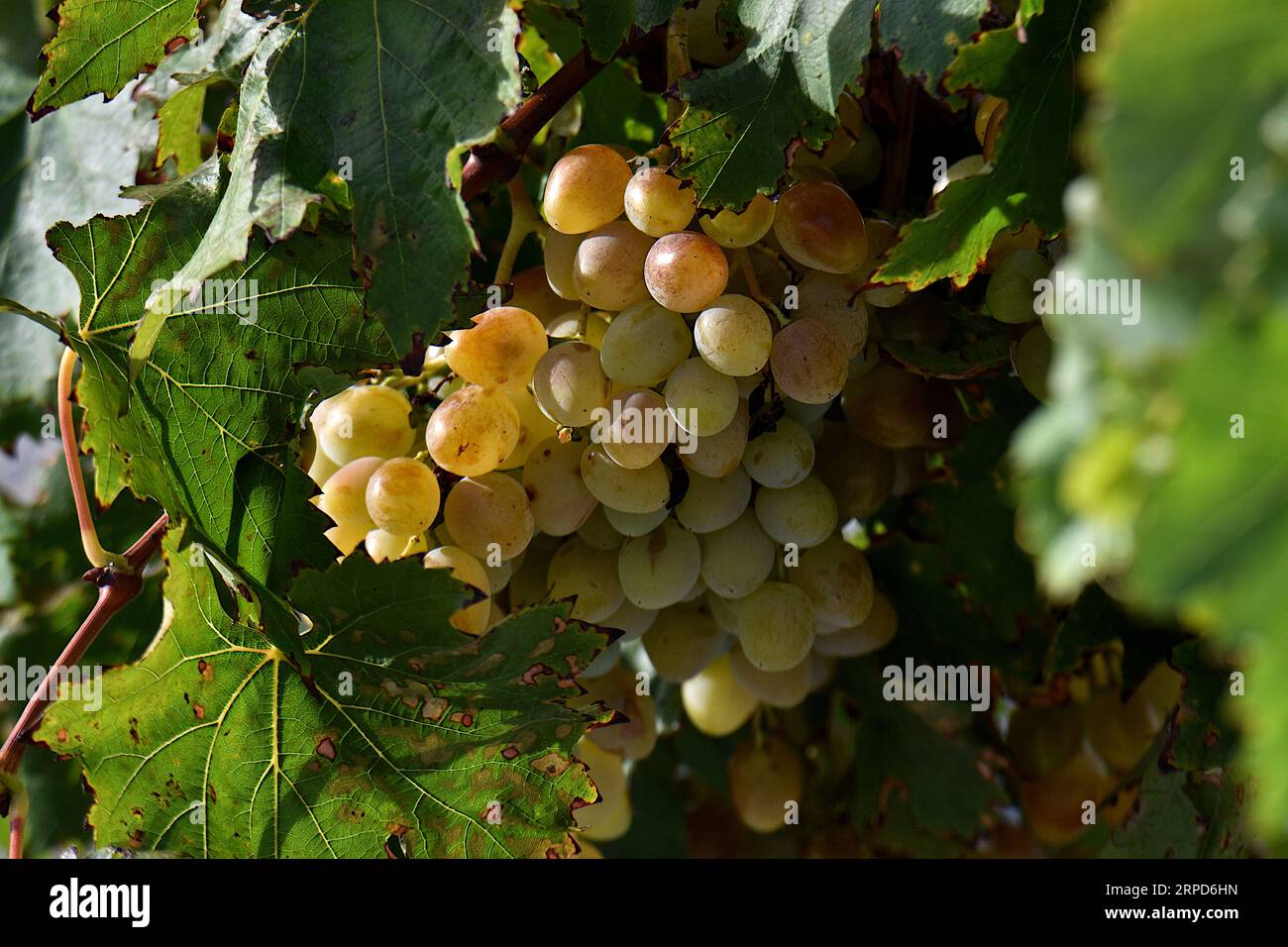 A bunch of grapes is seen in Marseille. The heatwave accelerated the ripening of grapes in the south of France, forcing some winegrowers to harvest early. Stock Photo