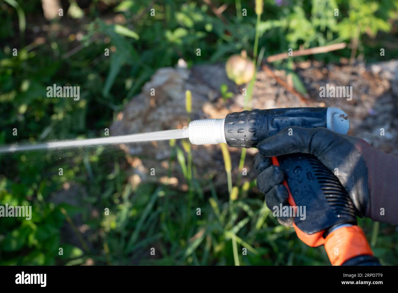Hand in protective glov with watering hose and sprayer water Stock Photo