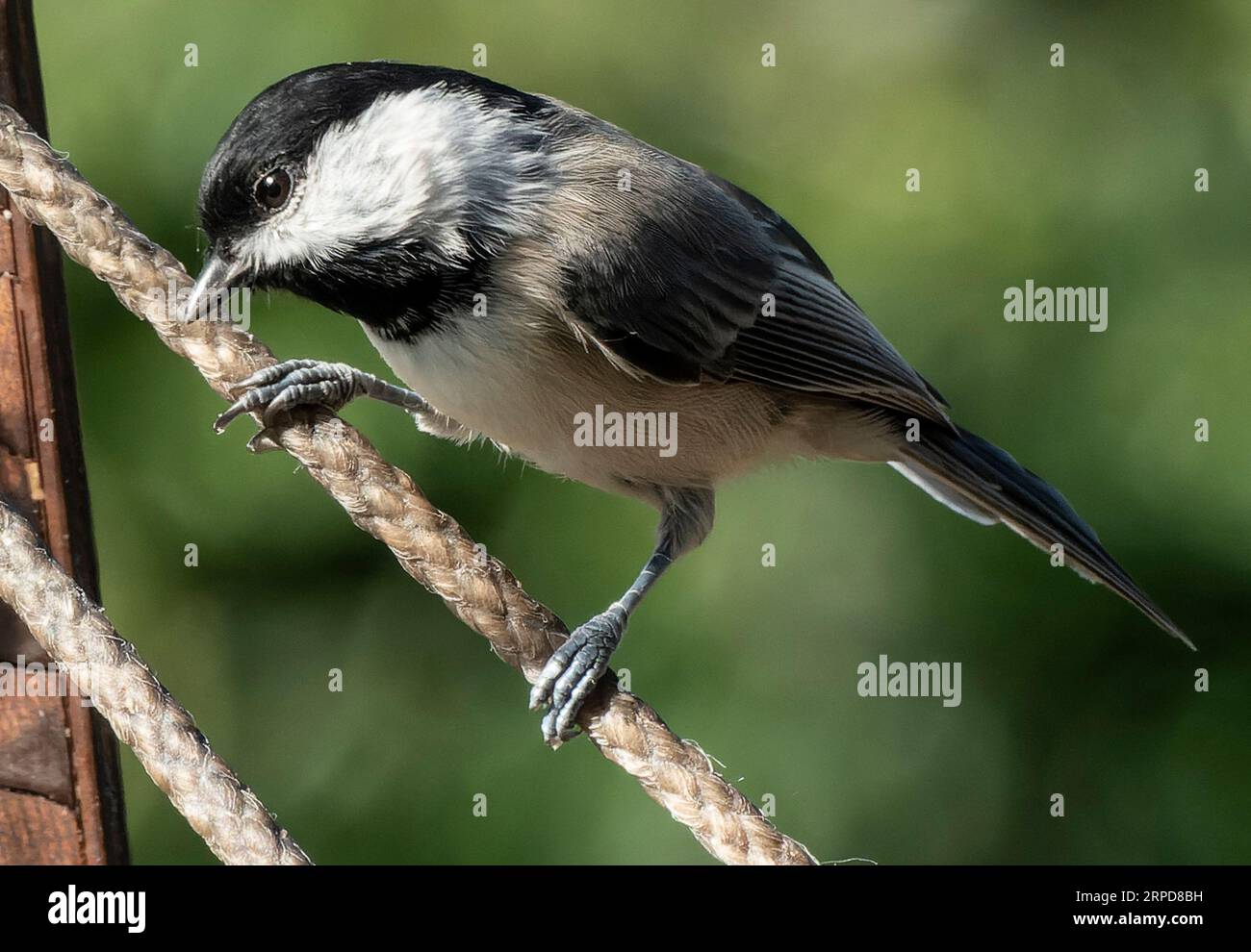 Black Capped Chickadee on the backyard deck Stock Photo - Alamy