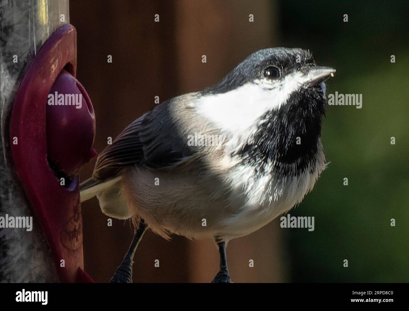 Black Capped Chickadee on the backyard deck Stock Photo - Alamy