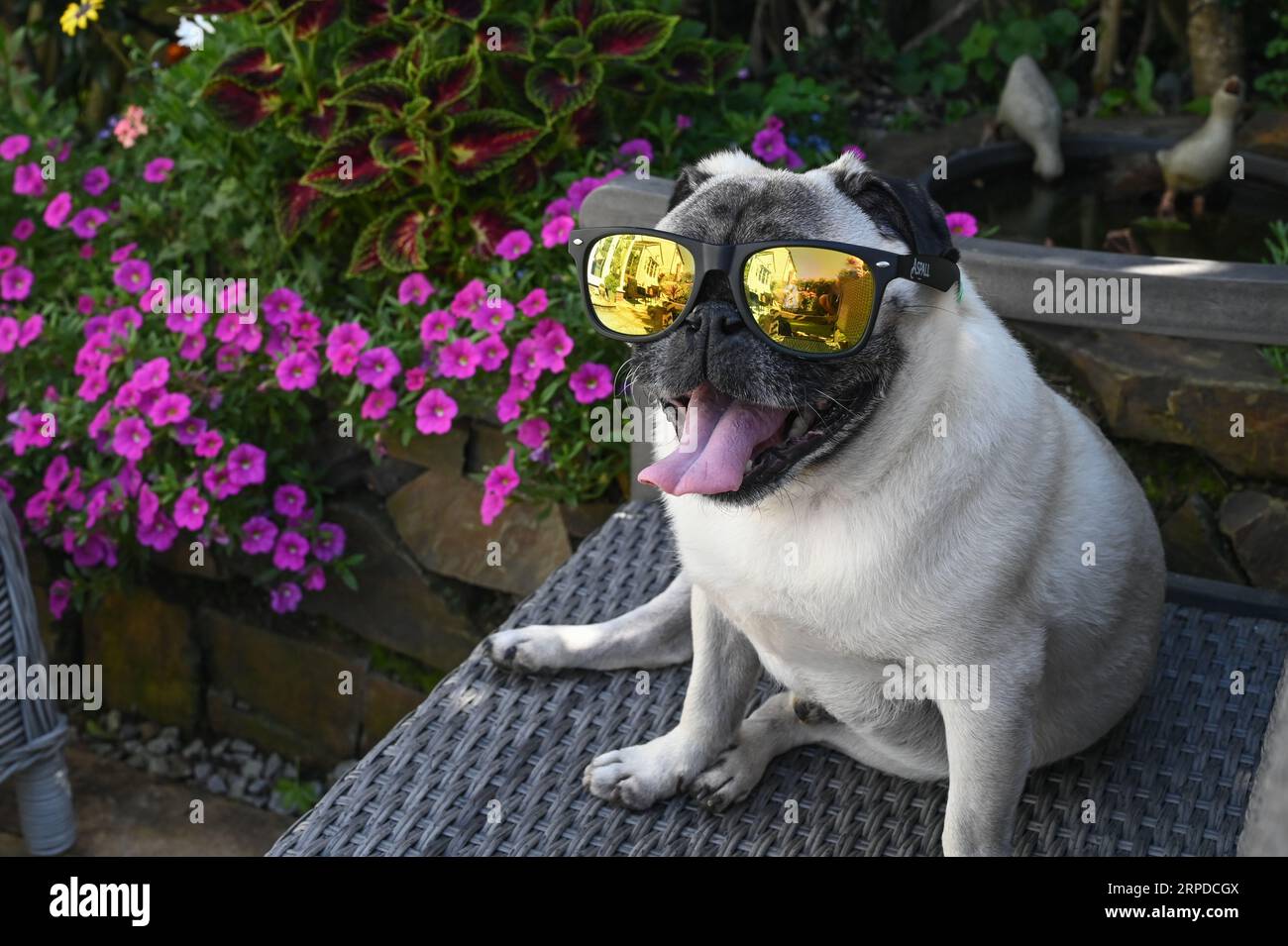 Wadebridge, Cornwall, UK,. 4th September 2023. UK Weather. Dennis the Pug cooling down in the shade in his back garden.  Credit Simon Maycock / Alamy Live News. Stock Photo