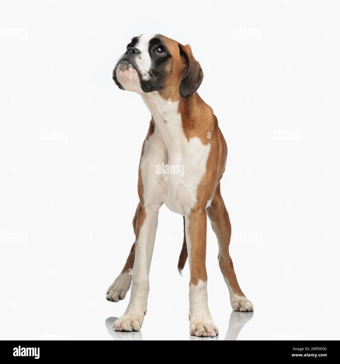 Mini boxer best sale breed