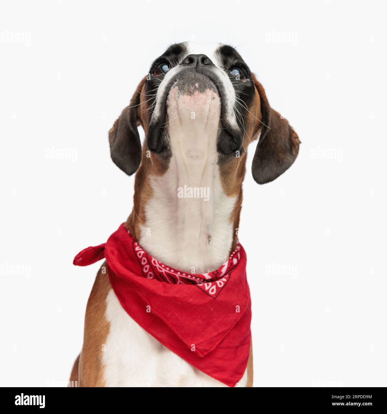 Boxer top dog scarf