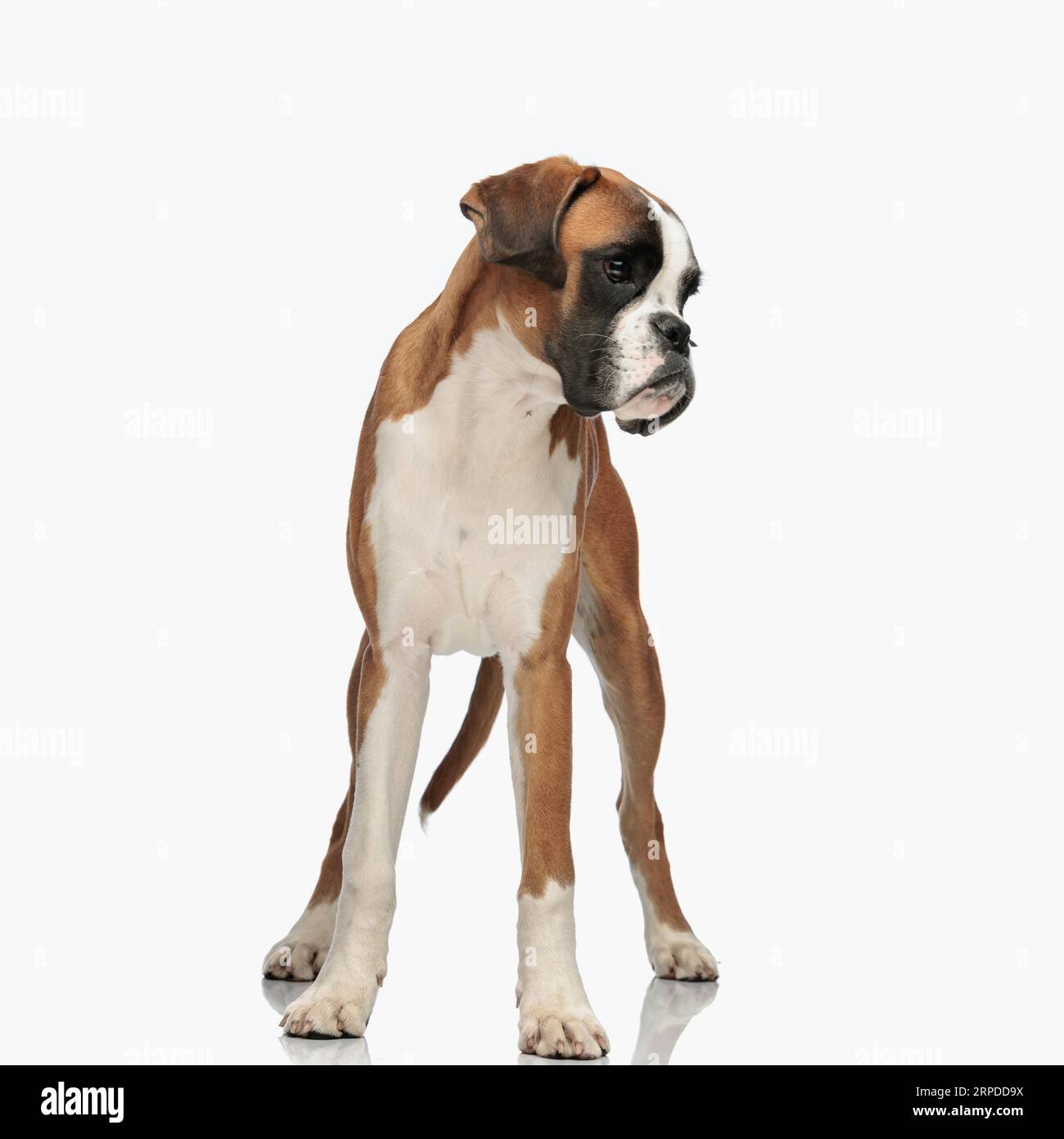beautiful boxer puppy looking to side and standing in front of white ...