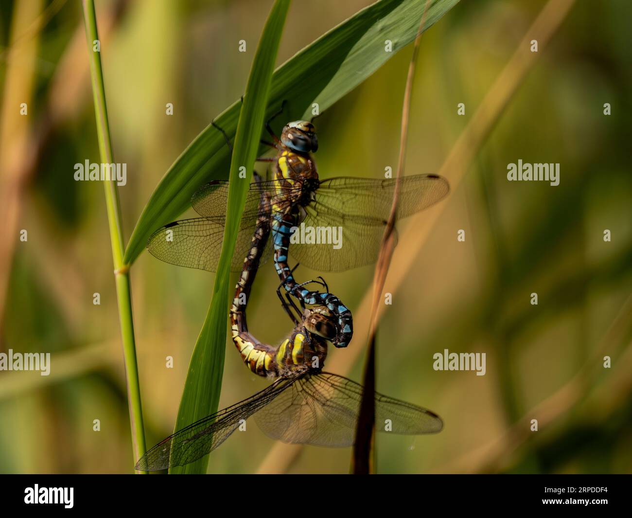 Migrant Hawkers mating Stock Photo