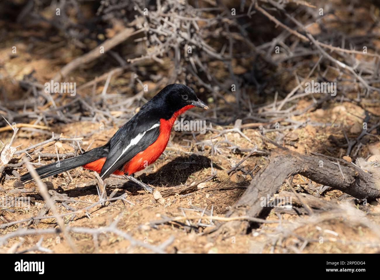 A beautiful Crimson-breasted shrike walks  in the sunshine of the Kgalagadi Transfrontier National Park South Africa Stock Photo