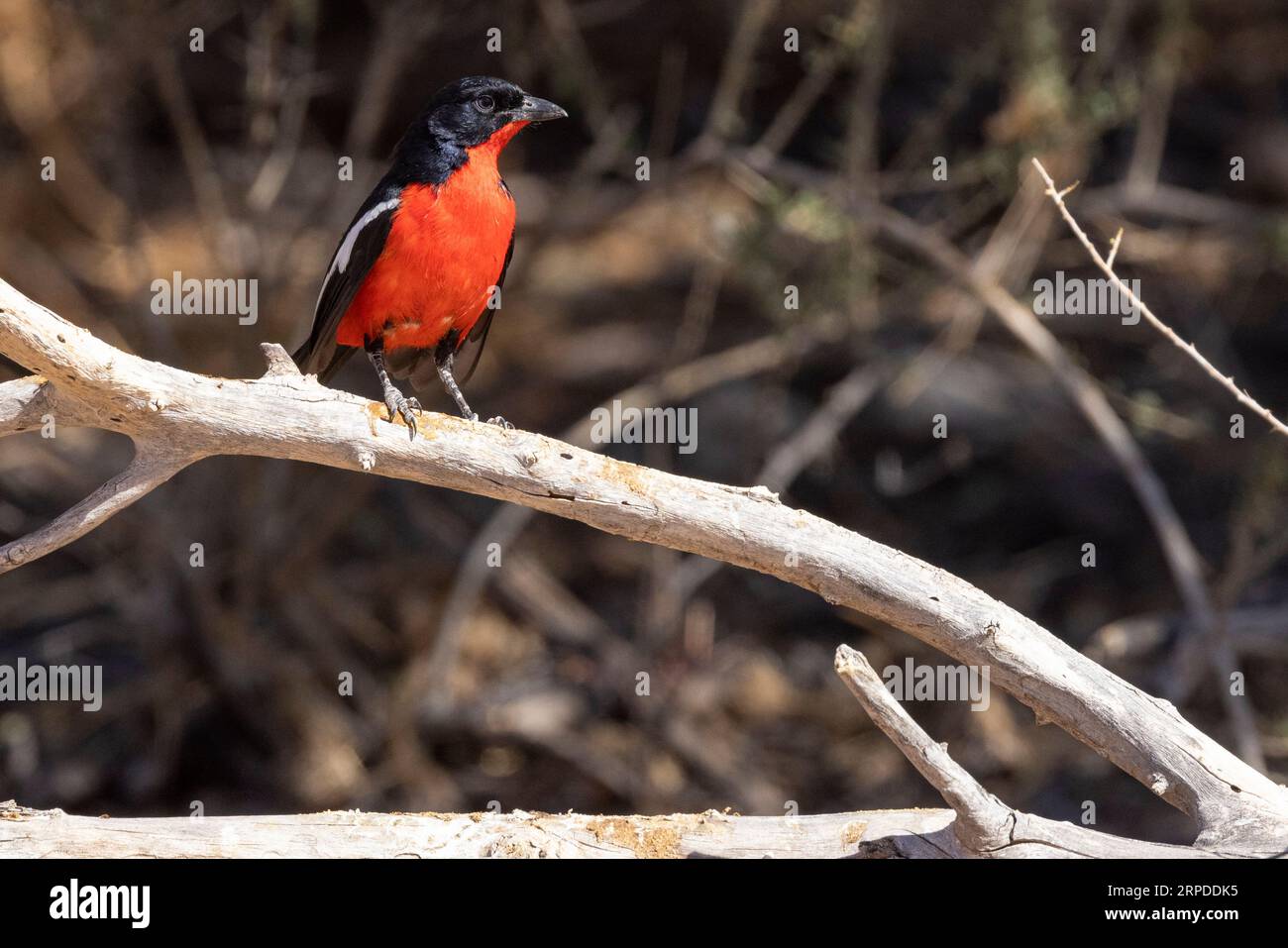 a Crimson-breasted shrike shows off its beautiful colours as it perches on a branch in the sunlight of the Kgalagadi Transfrontier National Park Stock Photo