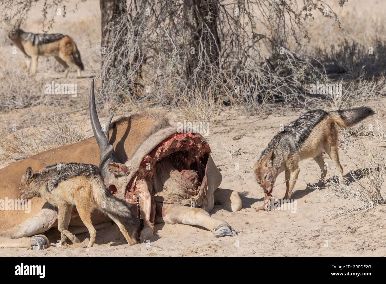 A pack of black-backed jackals feast on a red hartebeest carcass in the morning sunshine of the Kgalagadi Transfrontier National Park Stock Photo