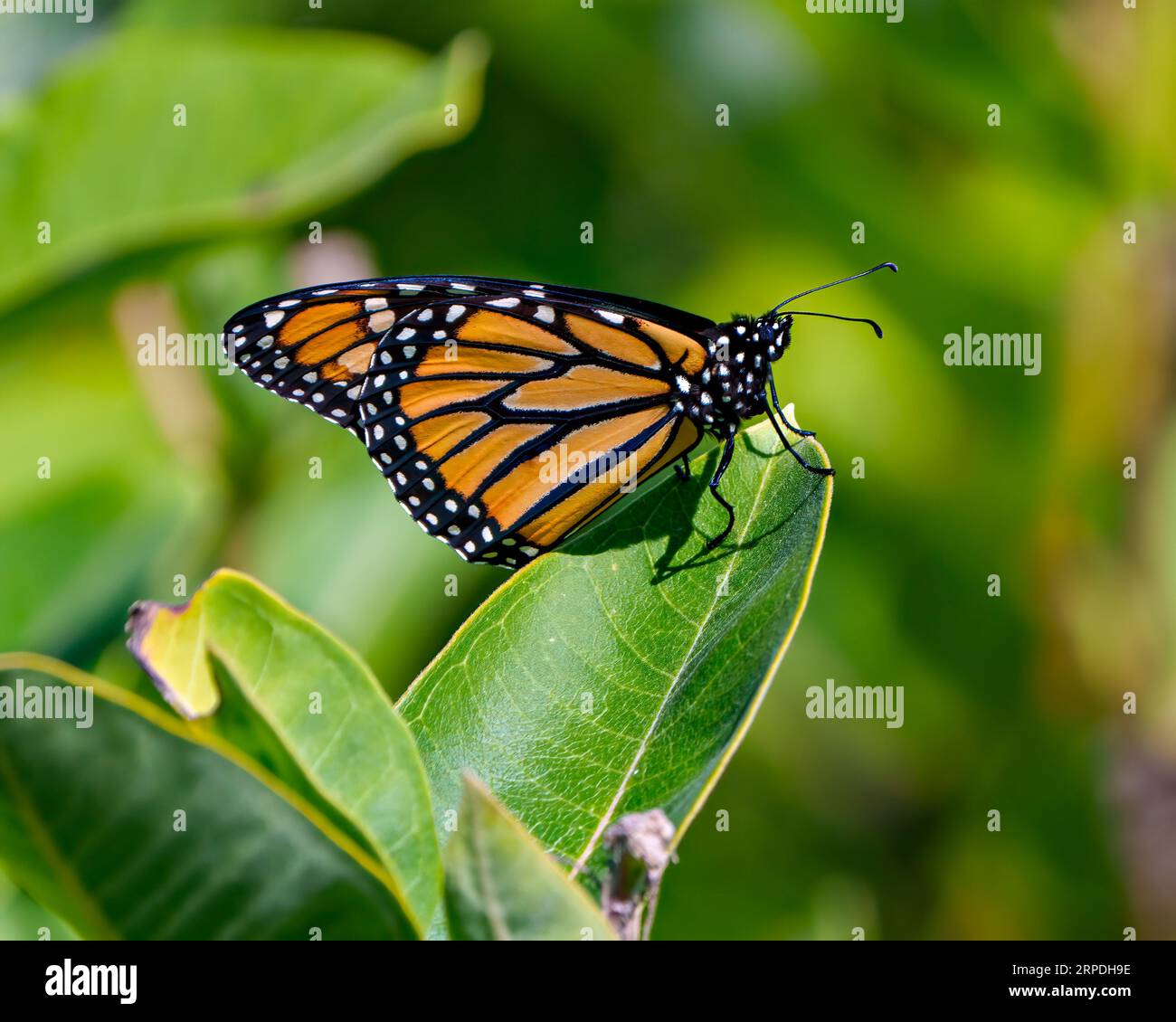 Monarch Butterfly close-up side view perched on a plant with a blur green background in its environment and habitat surrounding. Stock Photo