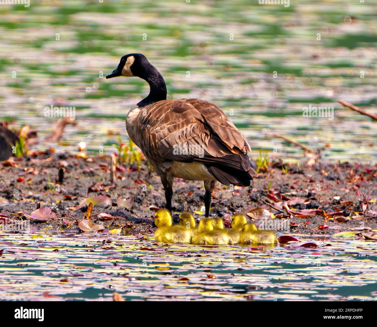 Canada Goose and goslings chicks rear view in their environment and habitat in a beaver pond with blur water background.  Geese Picture. Stock Photo