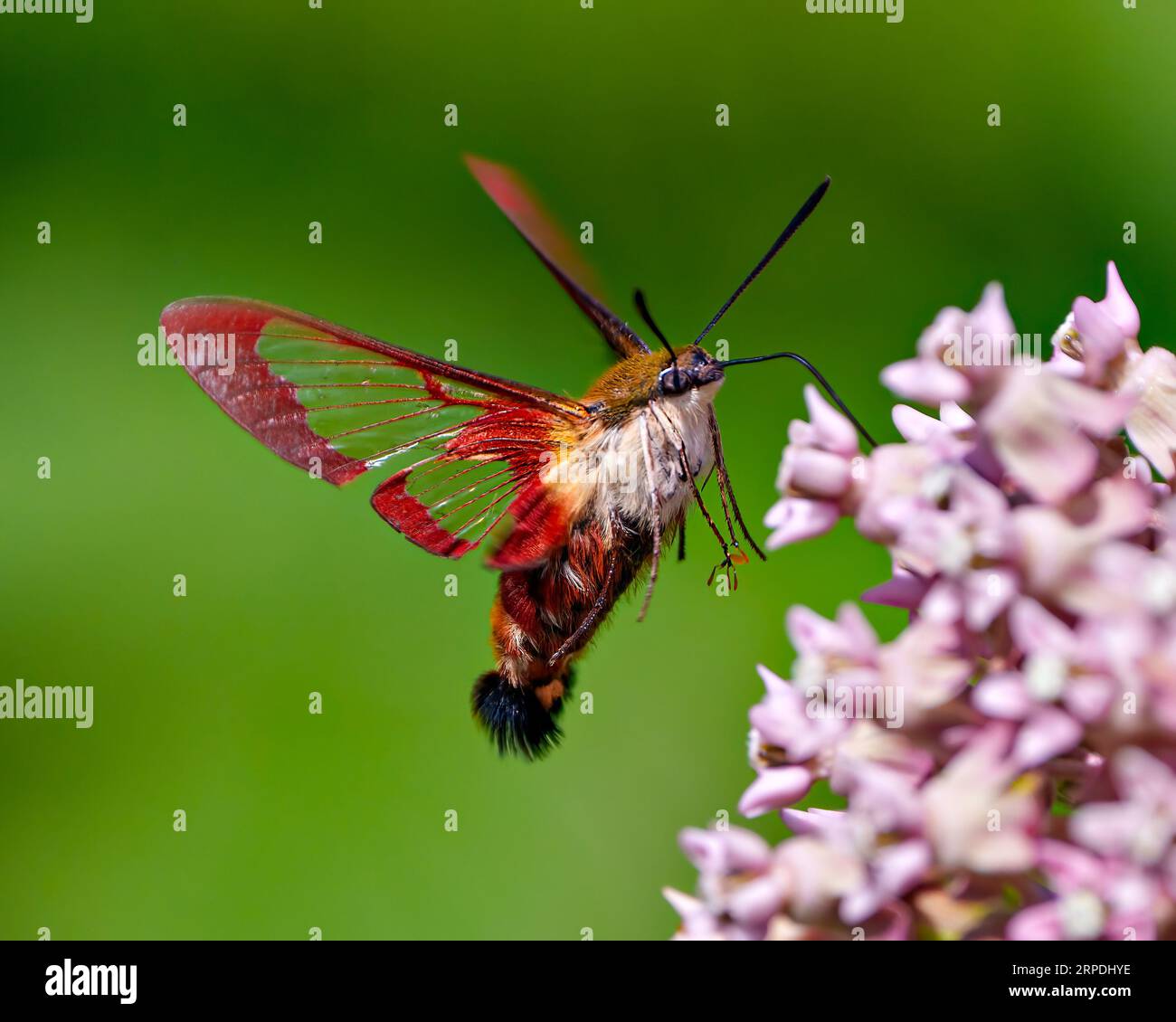 Hummingbird Clear wing Moth close-up side view fluttering over a milkweed plant and drinking nectar with a green background in its environment and hab Stock Photo