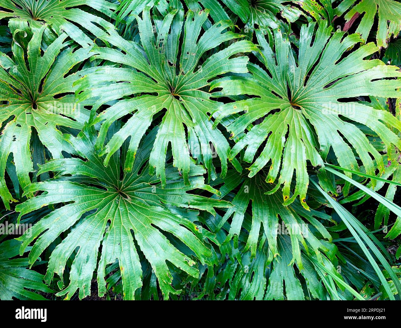 Dipteridaceae, commonly known as umbrella ferns. Dipteris conjugata. Stock Photo