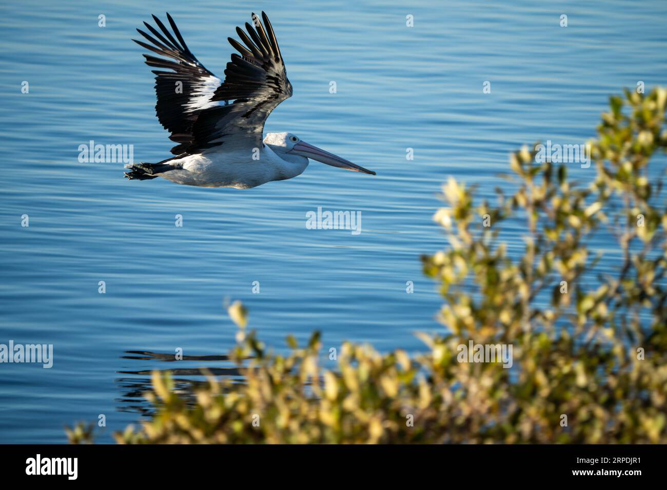 pelican close up on a river in australia flying fast Stock Photo