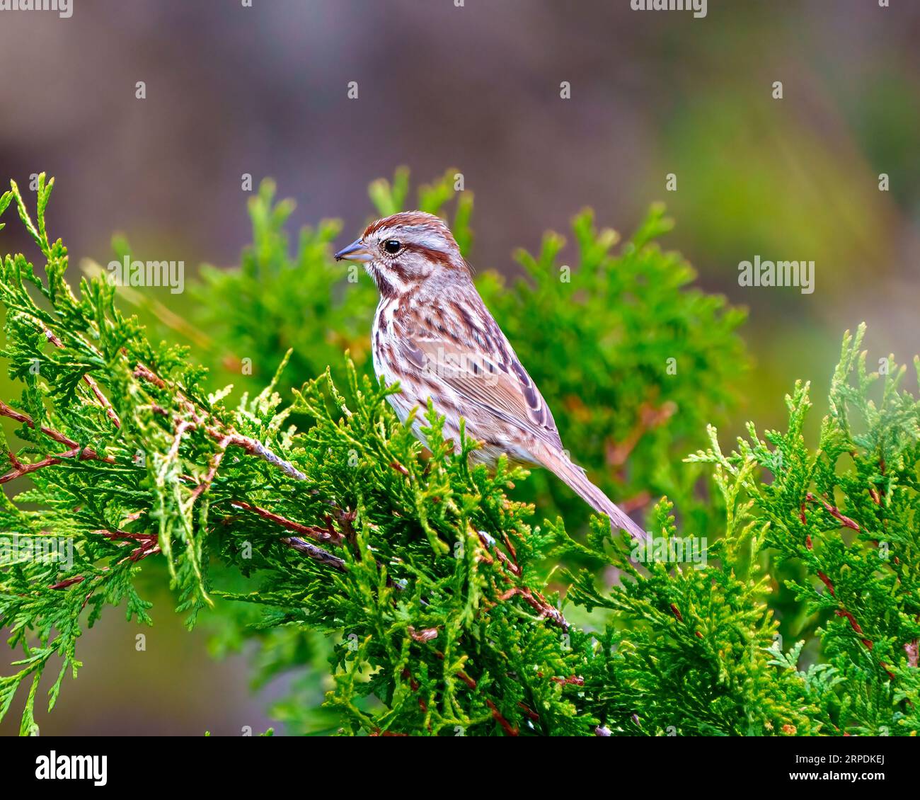 Sparrow close up side view perched on a cedar branch tree with a blur background in its environment and habitat surrounding. Stock Photo