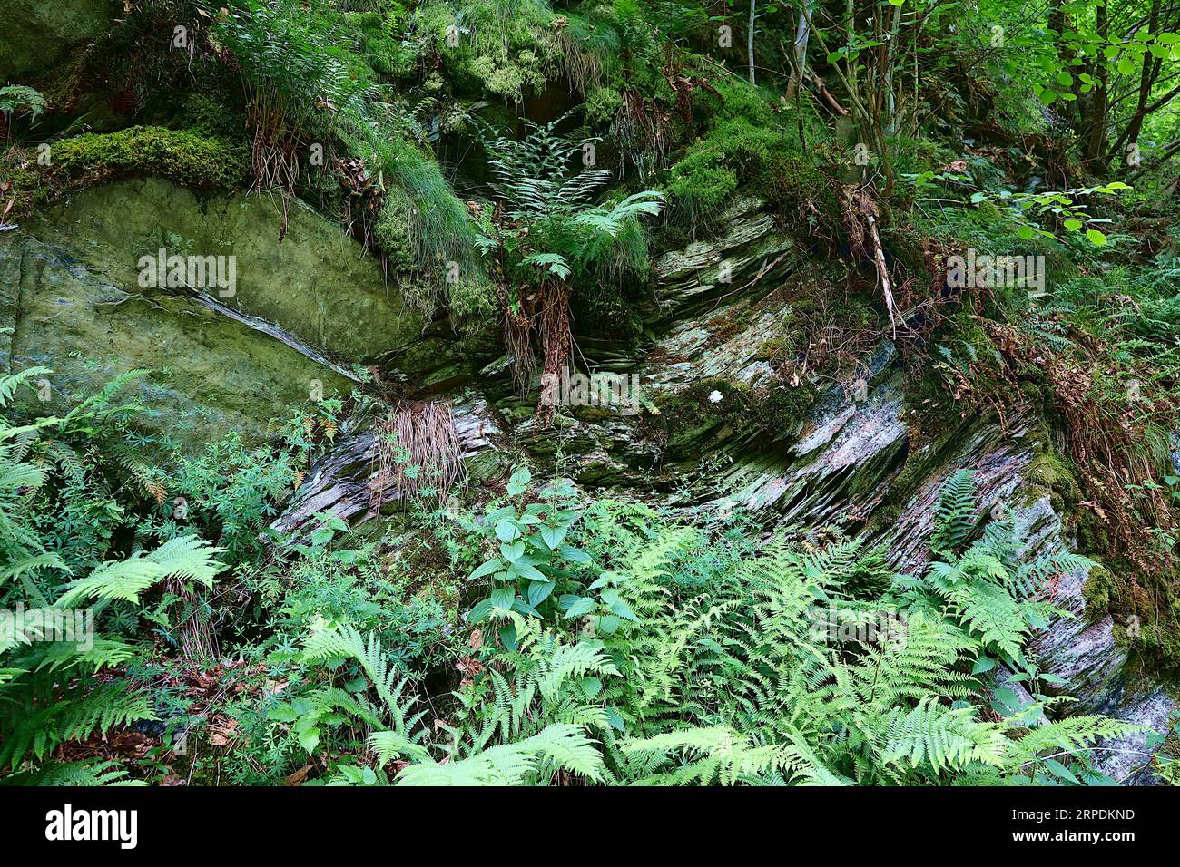 A rugged rocky cliff face surrounded by lush green vegetation and ...