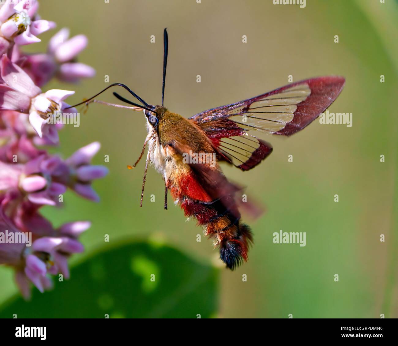 Hummingbird Clear wing Moth close-up side view fluttering over a milkweed plant and drinking nectar with a green background in its environment. Stock Photo