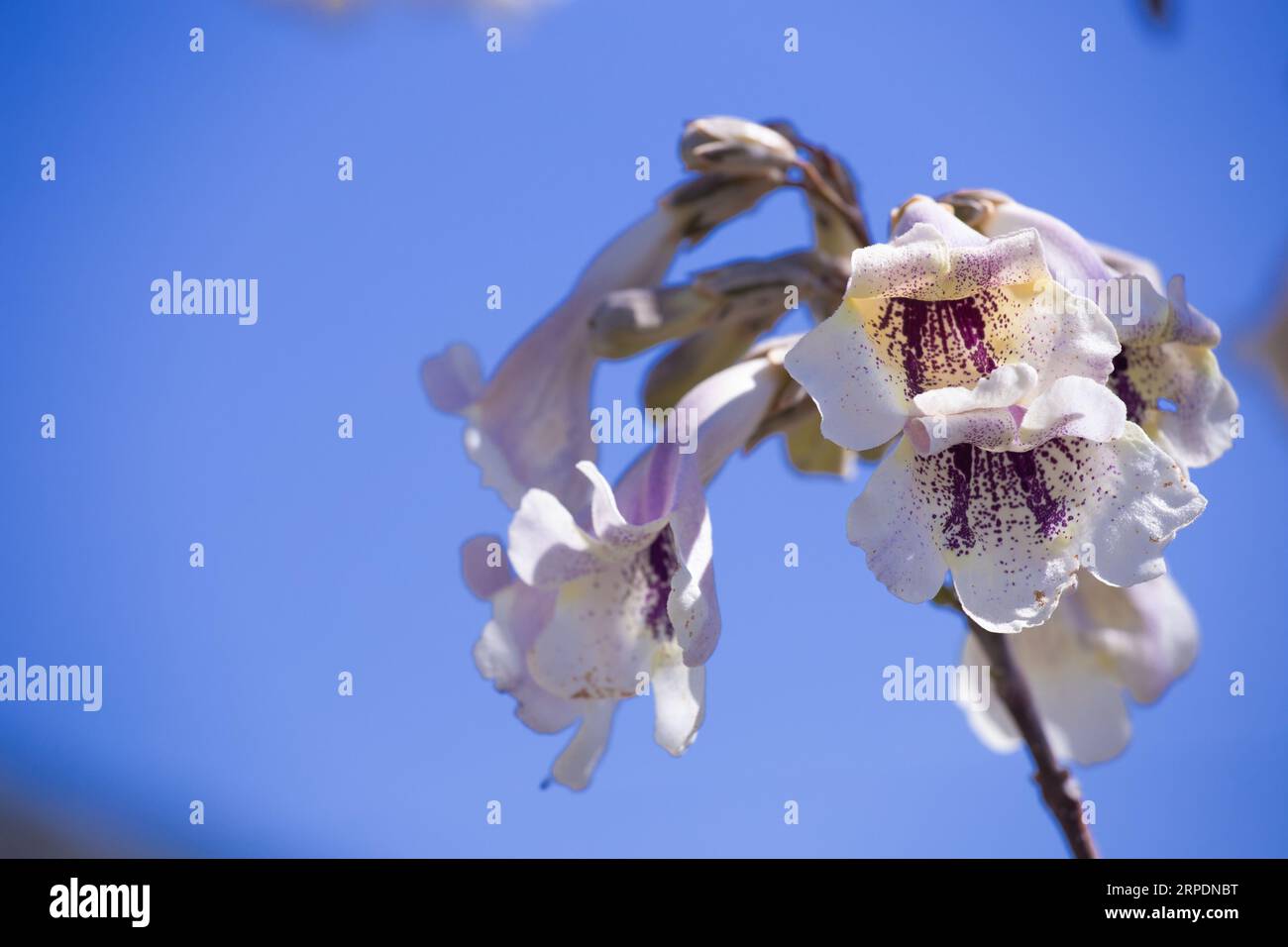 White flowers of paulownia tree blossoming in the park, spring. Stock Photo