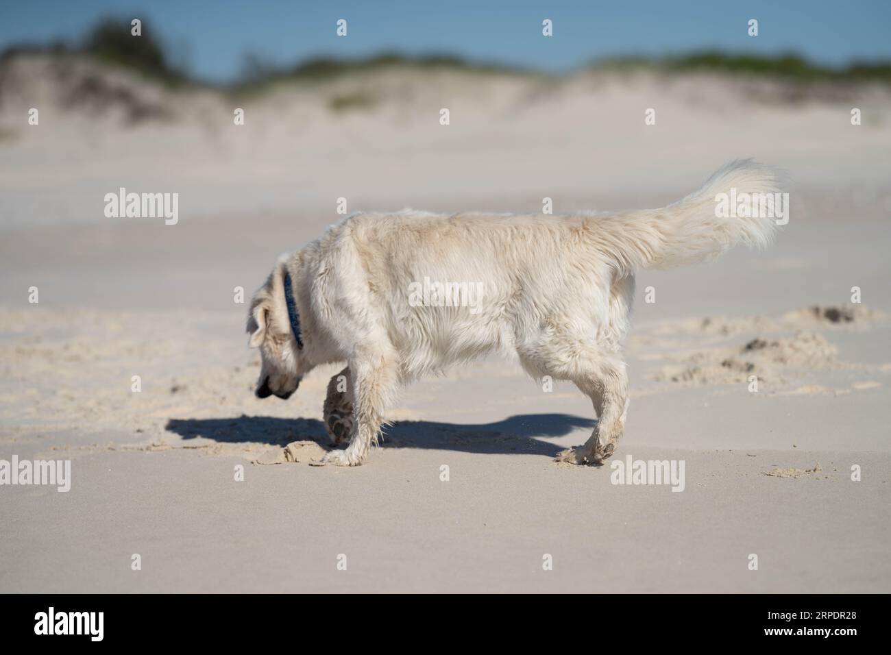 white Labrador Retriever dog on beach in summer Stock Photo