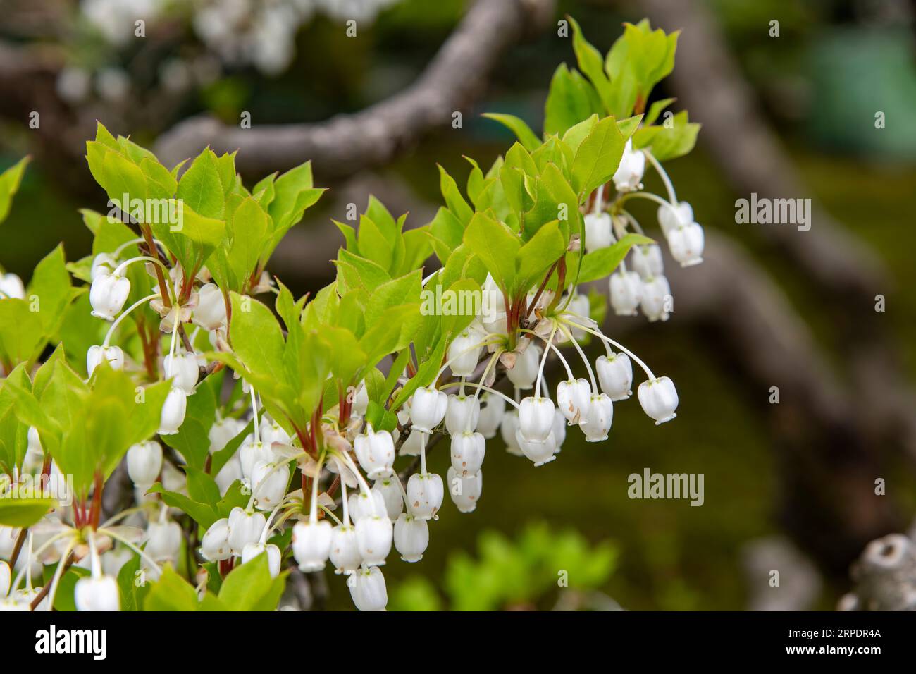 Close up of white flowers Lyonia ovalifolia and bright green leaves with selected focus, a species of plant in the family Ericaceae, native to Asian c Stock Photo