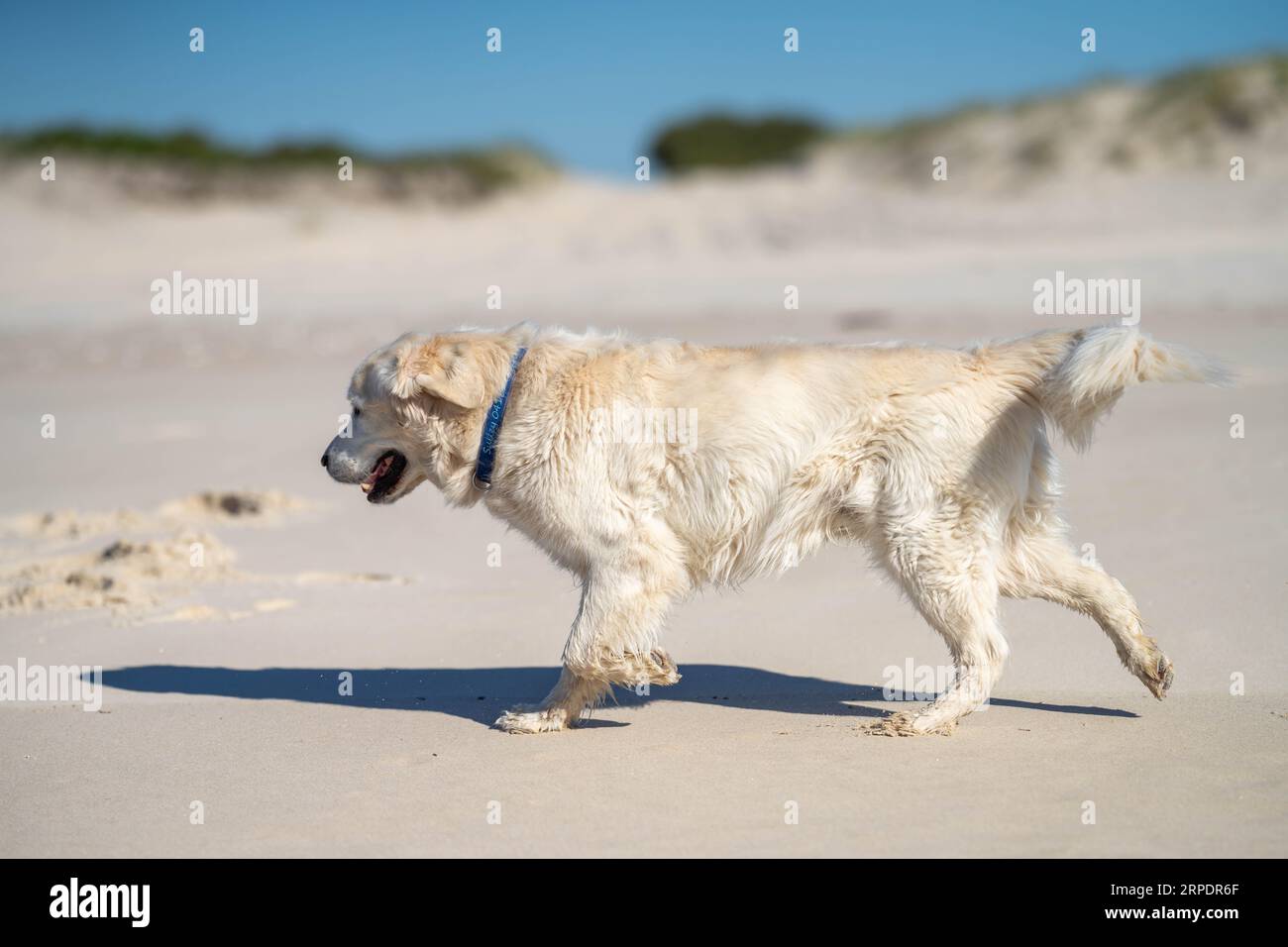 white Labrador Retriever dog on beach in summer Stock Photo