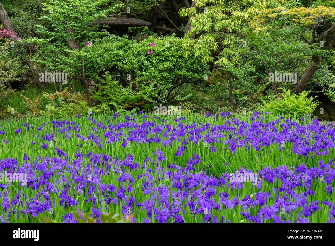 Pond in Japanese garden filled with purple Iris ensata, Japanese iris or Japanese water iris (hanashōbu), a perennial plant with elongated leaves surr Stock Photo