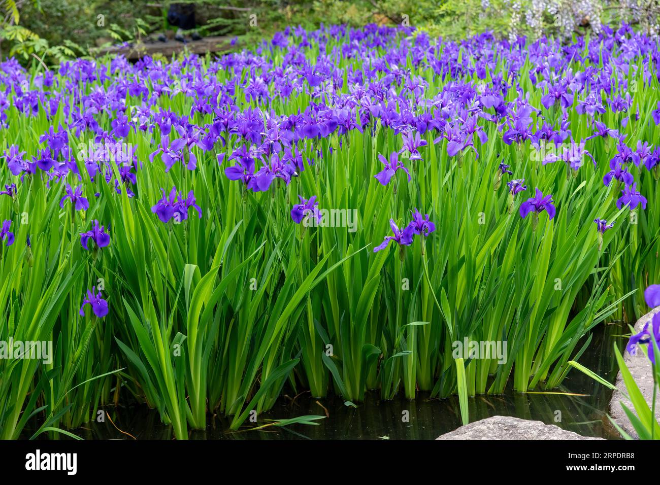 Pond in Japanese garden filled with purple Iris ensata, Japanese iris or Japanese water iris (hanashōbu), a perennial plant with elongated leaves surr Stock Photo