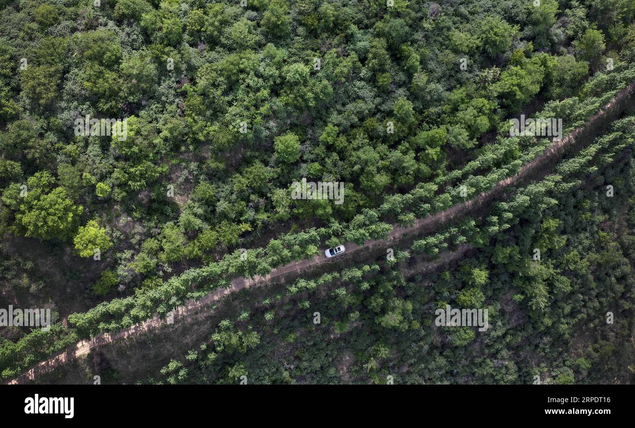 (190811) -- BEIJING, Aug. 11, 2019 -- Aerial photo taken on June 5, 2019 shows a car running on the mountain road at Jinfoping area of Wuqi County in Yan an City, northwest China s Shaanxi Province. ) Xinhua Headlines: Serving the people -- unswerving mission of CPC TaoxMing PUBLICATIONxNOTxINxCHN Stock Photo