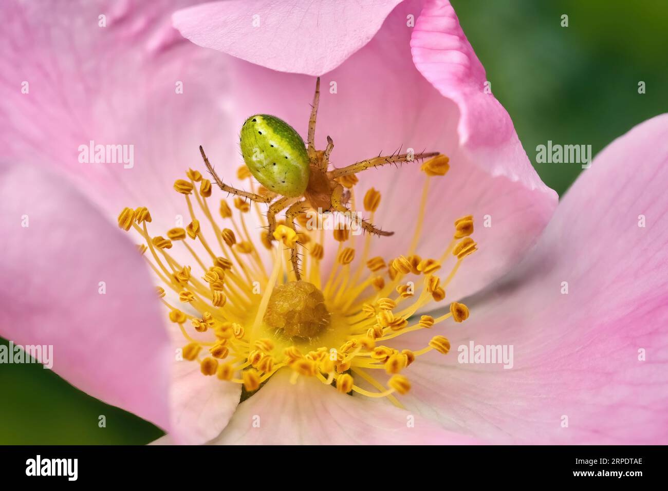 Cucumber green spider (Araniella cucurbitina) on the flower of a dog rose Stock Photo