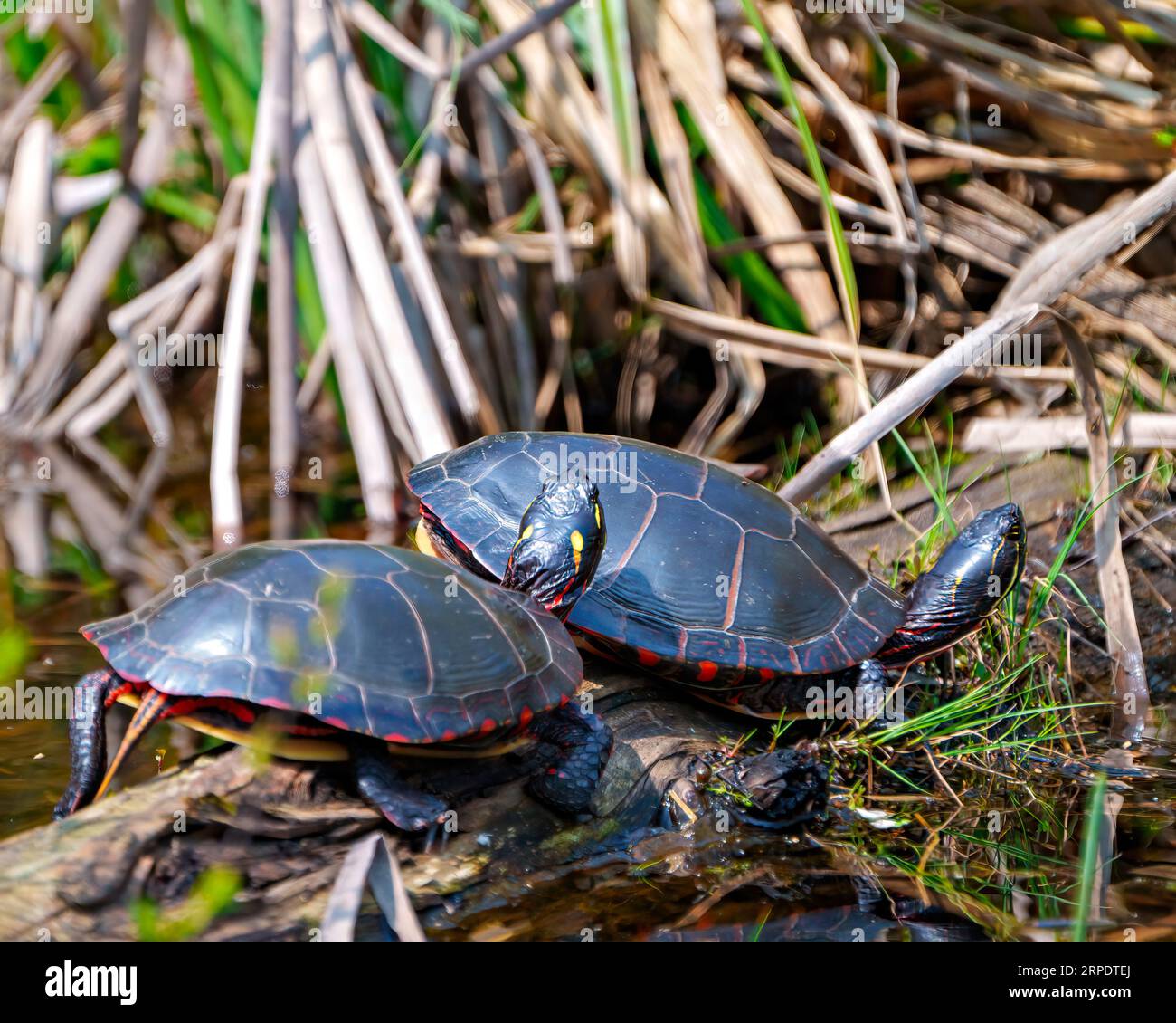 Painted turtle couple resting on a moss log with marsh vegetation in
