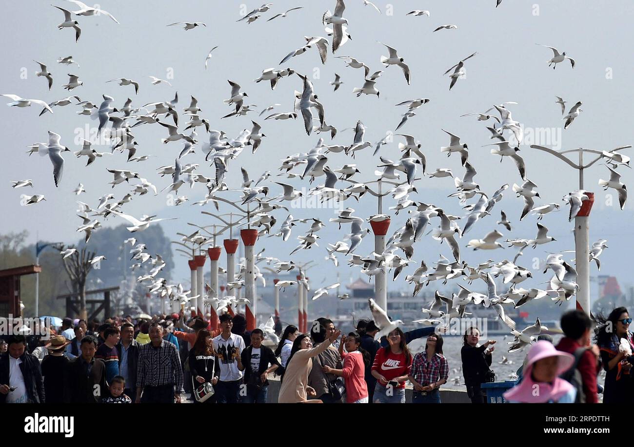 (190812) -- BEIJING, Aug. 12, 2019 -- People interact with black-headed gulls on the bank of Dianchi Lake in Kunming, southwest China s Yunnan Province, March 15, 2016. Yunnan Province, located in southwestern China, is very rich in biodiversity thanks to its advantageous natural conditions of abundant plateau mountains and distinct climates. The forest coverage in Yunnan has reached 60.3 percent, and the province is known as Animal Kingdom and Plant Kingdom . Yunnan set forth the aim of building it into the most beautiful province in China. It has put great efforts in promoting ecological civ Stock Photo