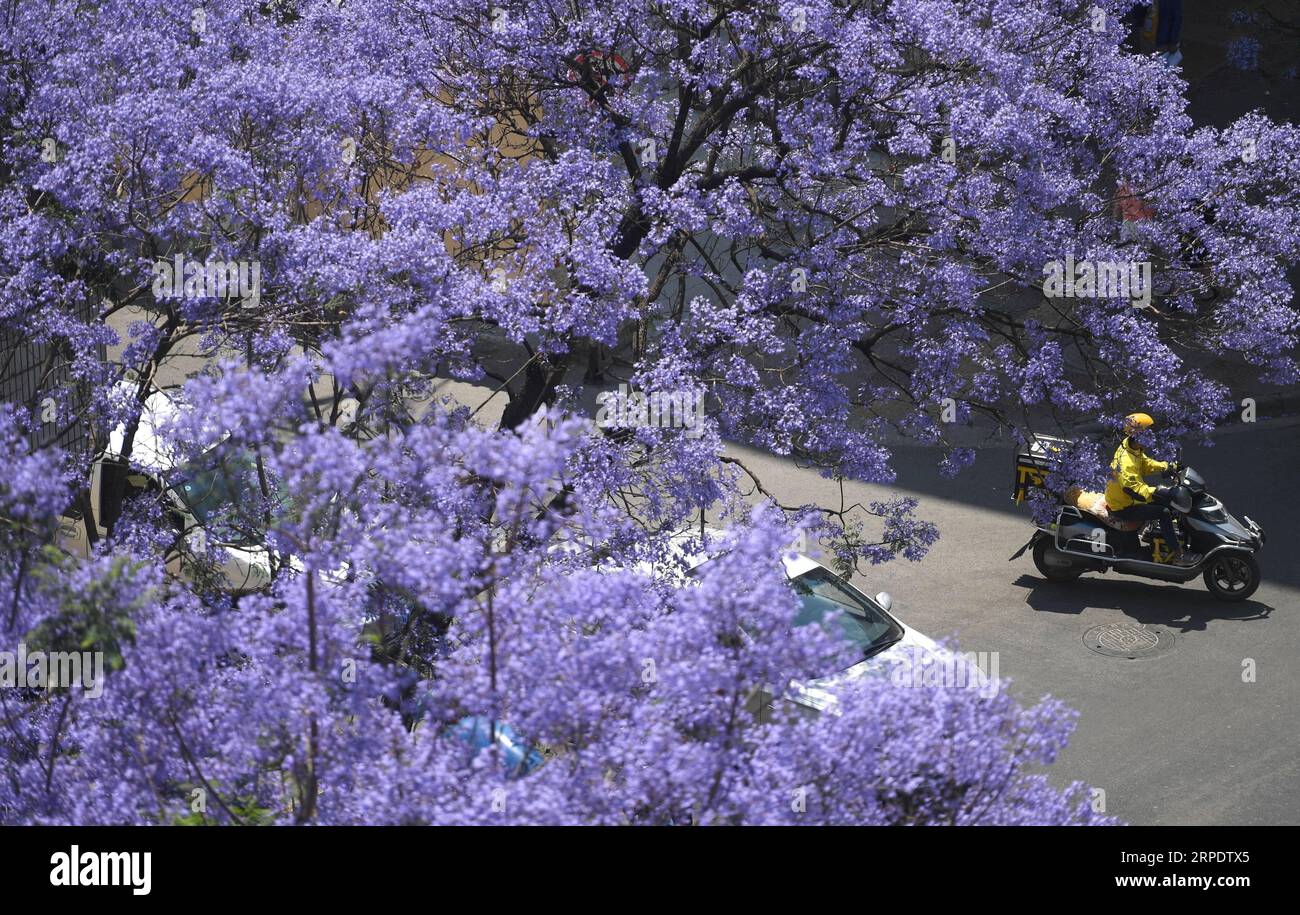 (190812) -- BEIJING, Aug. 12, 2019 -- Photo taken on April 24, 2019 shows the blooming jacaranda on street in Kunming, southwest China s Yunnan Province. Yunnan Province, located in southwestern China, is very rich in biodiversity thanks to its advantageous natural conditions of abundant plateau mountains and distinct climates. The forest coverage in Yunnan has reached 60.3 percent, and the province is known as Animal Kingdom and Plant Kingdom . Yunnan set forth the aim of building it into the most beautiful province in China. It has put great efforts in promoting ecological civilization const Stock Photo