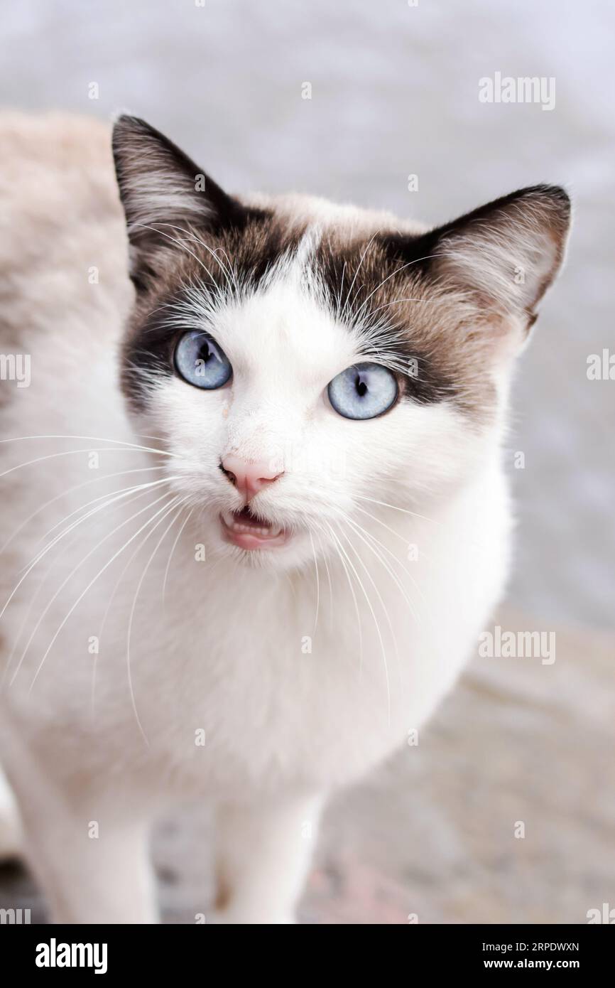 White cat with blue eyes close up portrait Stock Photo - Alamy