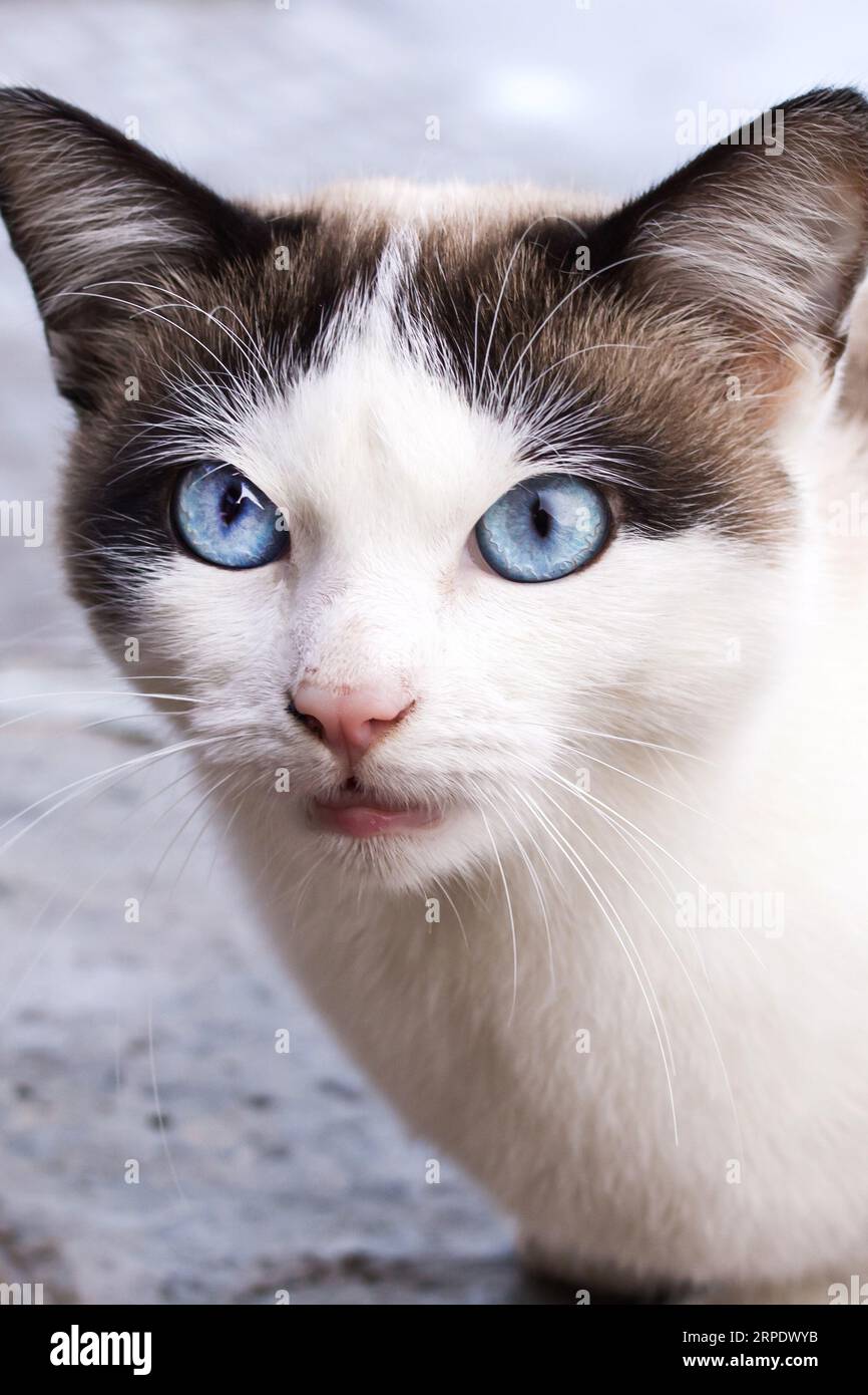 White cat with blue eyes close up portrait Stock Photo - Alamy