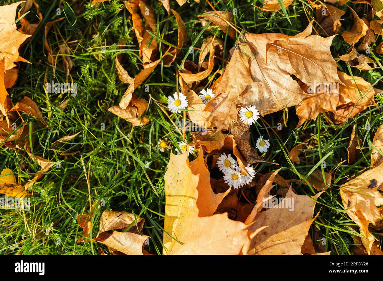 Yellow dry maple leaves and blooming white daisies on green grass on a sunny autumn day Stock Photo