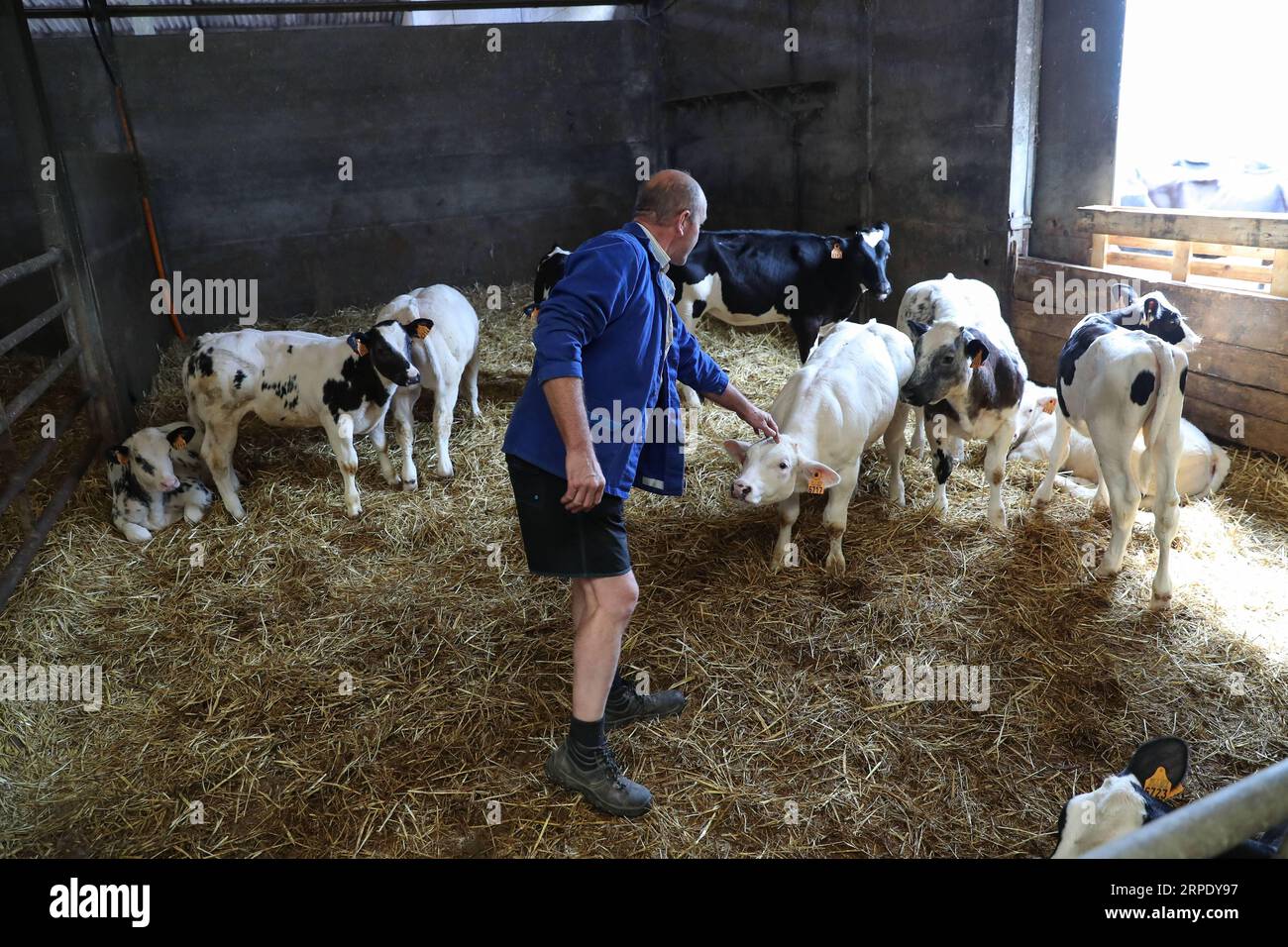 Belgian blue cattle hi-res stock photography and images - Alamy, image size:1300x956