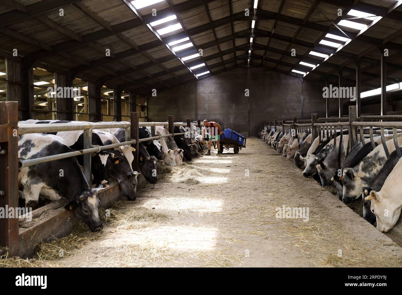 (190815) -- BEIJING, Aug. 15, 2019 -- A man feeds Belgian Blue cattle at Philippe Saudoyez s farm in Merbes-Sainte-Marie, Belgium s Hainaut province, Aug. 12, 2019. ) Xinhua Headlines: European beef farmers struggle amid new U.S.-EU beef trade deal ZhangxCheng PUBLICATIONxNOTxINxCHN Stock Photo