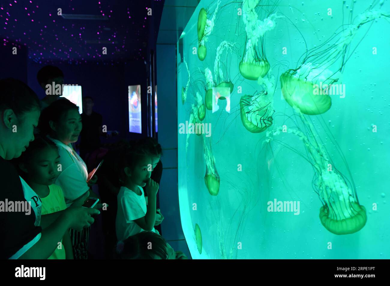 (190816) -- CHANGCHUN, Aug. 16, 2019 -- People look at jellyfish at the 18th Changchun Agriculture and Food Expo in Changchun, capital of northeast China s Jilin Province, Aug. 16, 2019. The ten-day expo kicked off on Friday. ) CHINA-JILIN-CHANGCHUN-AGRICULTURE EXPO (CN) LinxHong PUBLICATIONxNOTxINxCHN Stock Photo