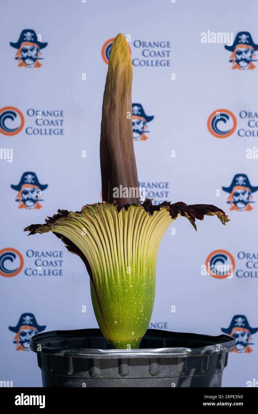 (190817) -- ORANGE COUNTY, Aug. 17, 2019 -- A blooming amorphophallus titanium is seen at the Orange Coast College in California, the United States, Aug. 16, 2019. Amorphophallus titanium is a flowering plant with the largest unbranched inflorescence in the world. Due to its odor, which is like the smell of a rotting corpse, the amorphophallus titanium is also known as the corpse flower. (Photo by /Xinhua) U.S.-ORANGE COUNTY-AMORPHOPHALLUS TITANUM-BLOSSOM QianxWeizhong PUBLICATIONxNOTxINxCHN Stock Photo