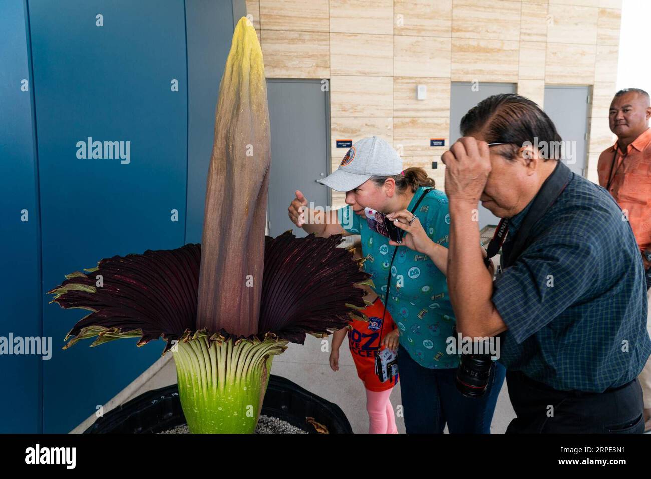 (190817) -- ORANGE COUNTY, Aug. 17, 2019 -- People watch a blooming amorphophallus titanium at the Orange Coast College in California, the United States, Aug. 16, 2019. Amorphophallus titanium is a flowering plant with the largest unbranched inflorescence in the world. Due to its odor, which is like the smell of a rotting corpse, the amorphophallus titanium is also known as the corpse flower. (Photo by /Xinhua) U.S.-ORANGE COUNTY-AMORPHOPHALLUS TITANUM-BLOSSOM QianxWeizhong PUBLICATIONxNOTxINxCHN Stock Photo