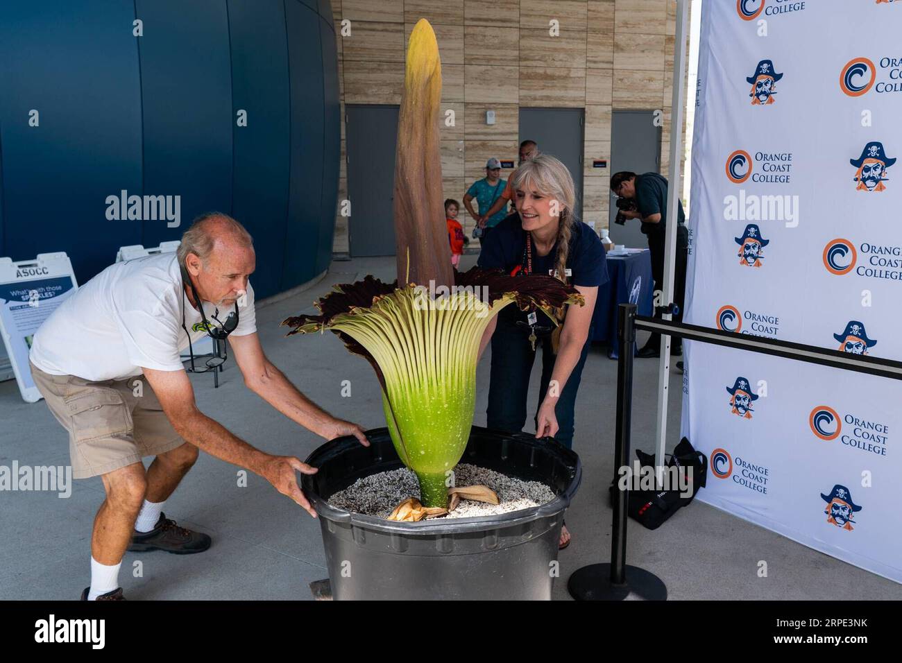 (190817) -- ORANGE COUNTY, Aug. 17, 2019 -- Staff members take out a blooming amorphophallus titanium at the Orange Coast College in California, the United States, Aug. 16, 2019. Amorphophallus titanium is a flowering plant with the largest unbranched inflorescence in the world. Due to its odor, which is like the smell of a rotting corpse, the amorphophallus titanium is also known as the corpse flower. (Photo by /Xinhua) U.S.-ORANGE COUNTY-AMORPHOPHALLUS TITANUM-BLOSSOM QianxWeizhong PUBLICATIONxNOTxINxCHN Stock Photo