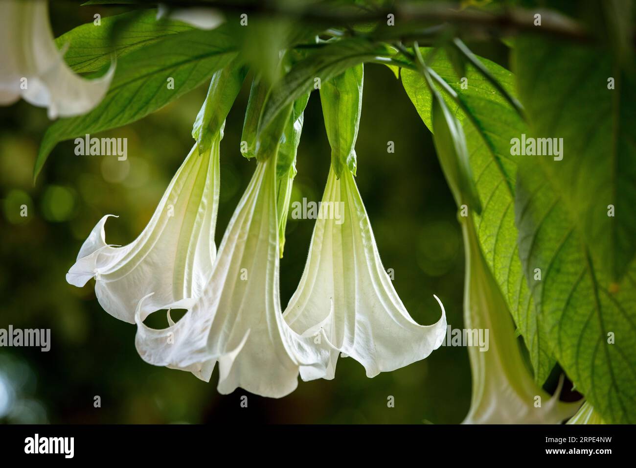 blossoms of an Angel Trumpet (lat. Brugmansia). Blueten einer Engelstrompete (lat. Brugmansia). Stock Photo