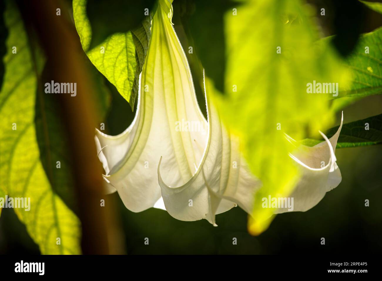 blossoms of an Angel Trumpet (lat. Brugmansia). Blueten einer Engelstrompete (lat. Brugmansia). Stock Photo