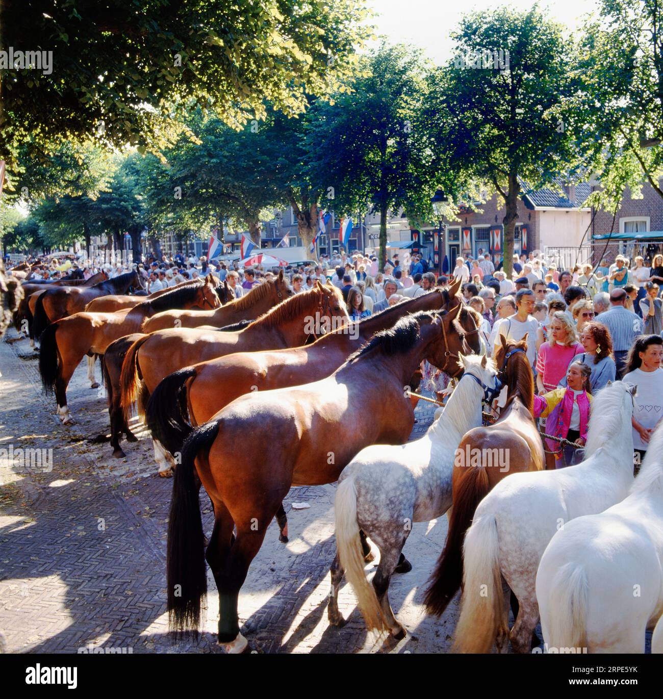 VOORSCHOTEN, HOLLAND- JULY 28, 2023: Horses on a Dutch horse market in Voorschoten, the Netherlands Stock Photo