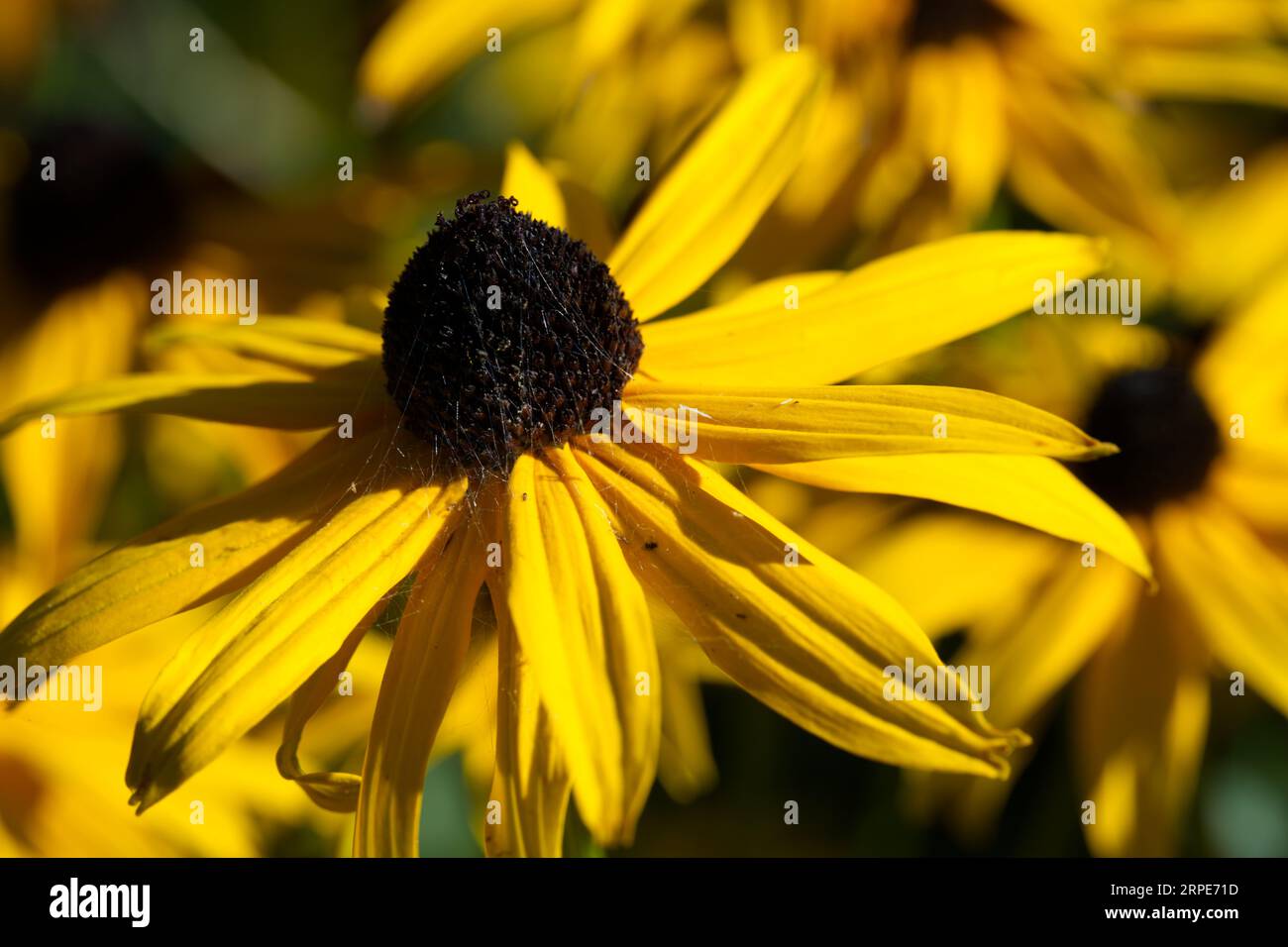 Rudbeckia flower in the sun Stock Photo