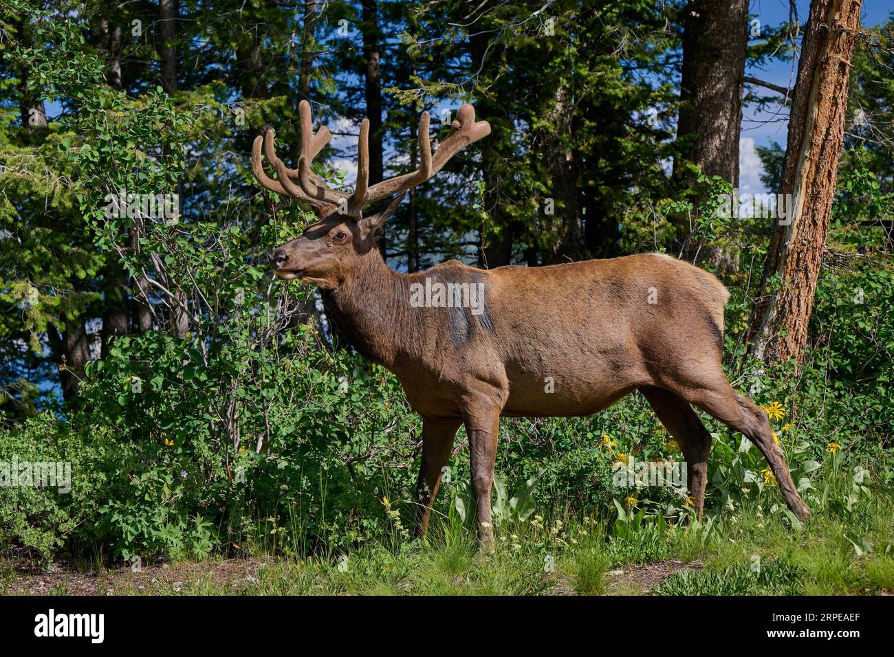 male elk or wapiti (Cervus canadensis), Grand Teton National Park, Wyoming, United States of