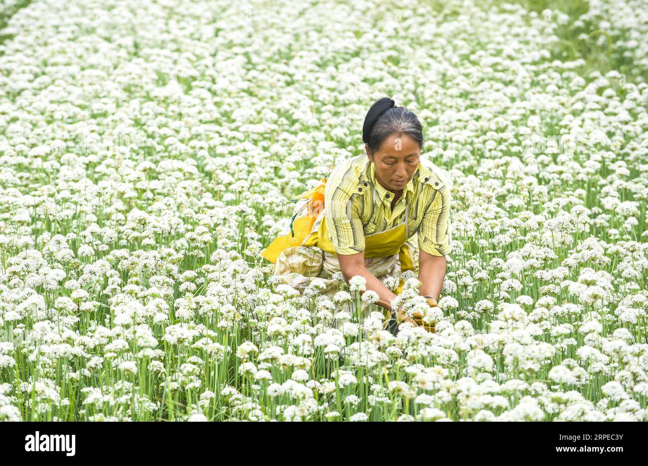 (190824) -- WUYI, Aug. 24, 2019 -- A farmer harvests leek flowers in Wuyi County, north China s Hebei Province, Aug. 24, 2019. Over 1000 mu (about 67 hectare) Leek flowers in Wuyi County entered harvest season. ) CHINA-HEBEI-LEEK FLOWERS (CN) LixXiaoguo PUBLICATIONxNOTxINxCHN Stock Photo