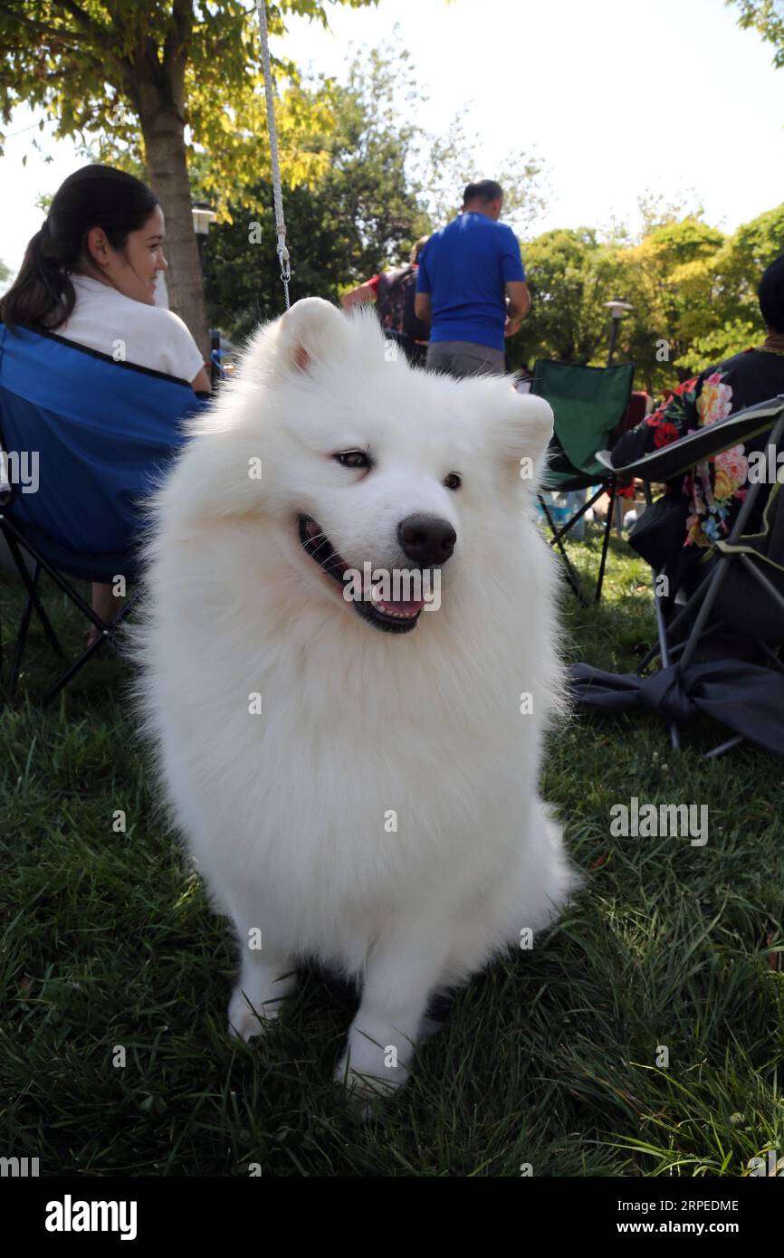 (190825) -- ANKARA, Aug. 25, 2019 (Xinhua) -- An American Eskimo is seen at the fifth Ankara National Breed Standards Competition in Ankara, Turkey, on Aug. 25, 2019. About 150 dogs from home and abroad took part in the competition organized by the Dog Breeds and Kinology Federation on Sunday. (Photo by Mustafa Kaya/Xinhua) TURKEY-ANKARA-DOG-COMPETITION PUBLICATIONxNOTxINxCHN Stock Photo