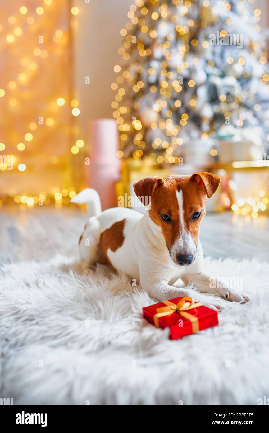 Merry Christmas and Happy New Year. The Jack Russell Terrier dog looking on gift box. Cute and Funny Jack Russell Terrier is waiting for the holiday a Stock Photo Alamy