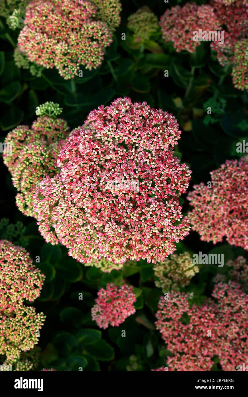 Closeup of greenish-pink buds and the pink to deep pink flowers of the autumn flowering herbaceous perennial garden plant helotelephium herbstfreude. Stock Photo