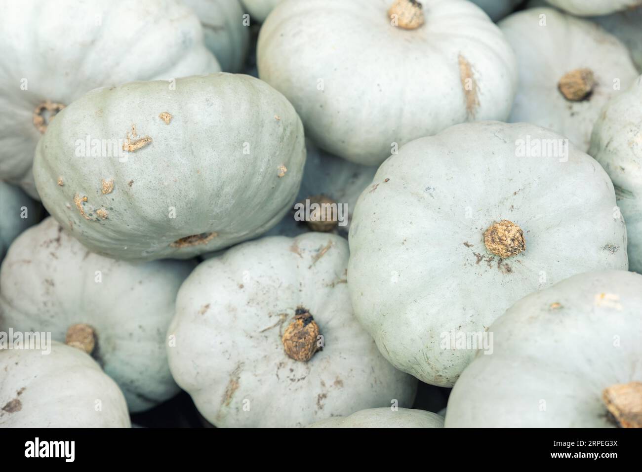 Closeup detail pile of many ripe grey green jarrahdale pumpkins
